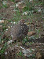 4.GreyPartridge.JPG