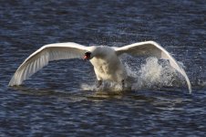 Mute Swan - landing_1.jpg