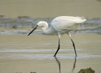 Little Egret_Gelugor coast_090209_DSCN0089.jpg