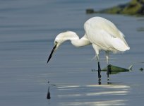 Little Egret_Gelugor coast_090209_DSCN0170.jpg