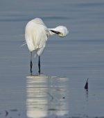 Little Egret_Gelugor coast_090209_DSCN0182.jpg