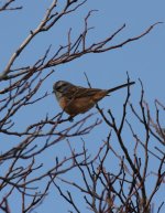 1.Godlewski's Bunting.JPG