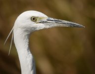 little egret G1 iso100 19mm adj_1040244.jpg