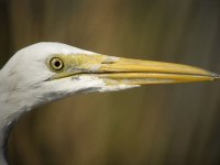 great egret G1 iso200 24mm_1040002.jpg