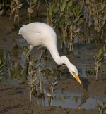 intermediate egret HKWP P6000 DSCN0114.jpg