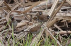 3.ScalyBreastedMunia.JPG