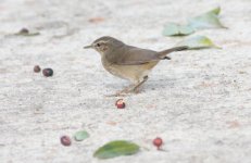 5.DuskyWarbler.JPG