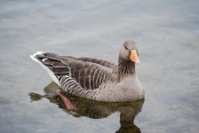 Greylag Goose (R).jpg