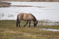 Konik pony (R).jpg