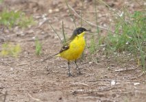 1 Wagtail Feldegg 1 Zakaki Marsh 250309.jpg