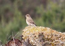 1 Wheatear Isabellines Zakaki Marsh 250309.jpg