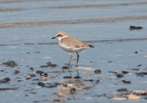 2 Plover Kentish Zakaki Marsh 280309.jpg