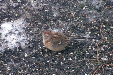 american Tree Sparrow (Medium).jpg