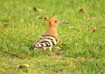 1 Hoopoe Aphrodite Hills Cyprus 260309.jpg