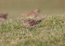 1 Lark Short Toed 1a Aphrodite Hills.jpg