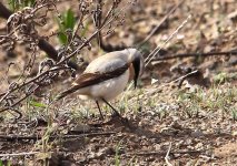 1 Wheatear Northern Cyprus Kala Choria 220309.jpg