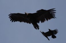 3.CinoreousVultureLargeBilledCrows.JPG