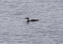 1642 Yellow Billed Diver S.jpg