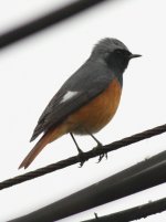 2.Hodgson'sRedstart.JPG