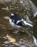 5.LittleForktail.JPG