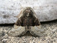 nut-tree tussock ex6048 (800).JPG