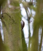 TreeCreeper.jpg