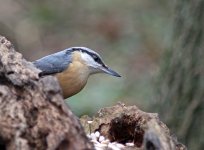 Nuthatch 1.jpg