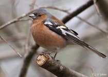 chaffinch-2717.jpg