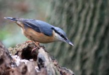 Nuthatch 2.jpg