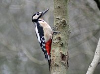 Pecker 1.jpg