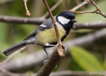 great-tit-2698.jpg