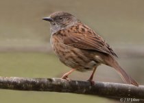 dunnock-2701a.jpg