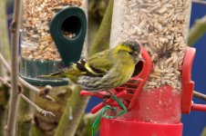 a FINCHES SISKIN 5,BIDDULPH.jpg