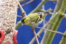 a FINCHES SISKIN,BIDDULPH.jpg