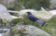 4.BlueWhistlingThrush.JPG