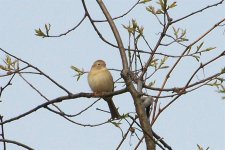 fieldsparrow2 (Large).jpg