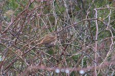 foxsparrow5 (Large).jpg