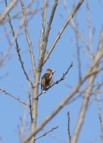 3.Hawfinch.JPG