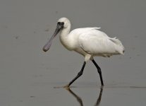 bf spoonbill G1_1230066.jpg