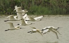 bf spoonbills flight G1_1220691.jpg