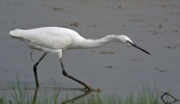 little egret G1nw_1230030.jpg