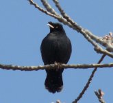 crested myna.JPG