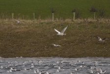 kumliens-gull-mar-14-2009-2.jpg