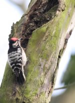 2.LesserSpottedWoodpecker.JPG