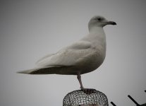 Glaucous-Gull4.jpg