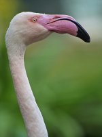 flamingo G1 iso4000 18mm_1080321.jpg