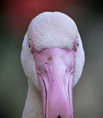 flamingo G1 iso400 30mm_1080711.jpg