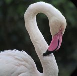 flamingo G1 iso400 14mm_1080509.jpg