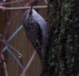 Brown Creeper.JPG