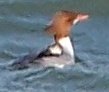 Common Merganser (female).JPG